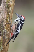 Middle spotted woodpecker (Dendrocopus medius) sitting on deadwood