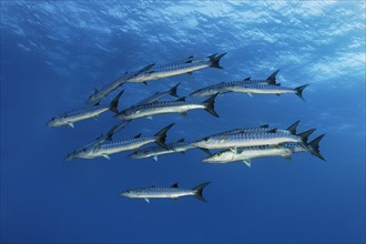 Flock of Blackfin barracudas (Sphyraena qenie)