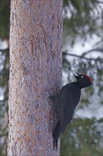 Black woodpecker (Dryocopus martius) on tree trunk