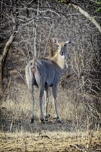 Nilgai or blue bull Antelope (Boselaphus tragocamelus)