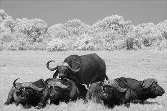 Cape Buffaloes (Syncerus caffer) sitting in the grasslands