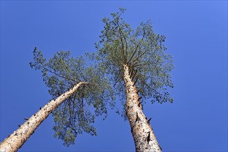 Pines (Pinus)