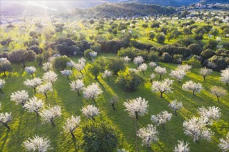 Almond blossom