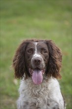 English springer spaniel dog with its tongue out