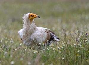 Egyptian Vulture (Neophron percnopterus) in a flower meadow