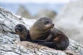 New Zealand fur seals (Arctocephalus forsteri)
