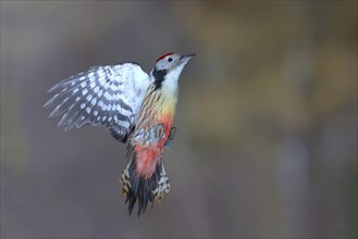 Middle Spotted Woodpecker (Dendrocopos medius) in flight