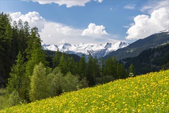 Yellow flowering meadow with snow-covered mountains in the background