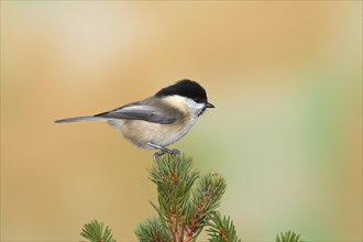 Willow tit (Parus montanus) sits on a spruce tip