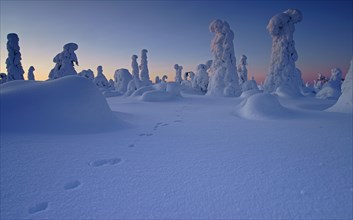 Snow landscape with footprints of the snow hare