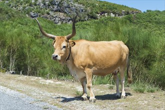 Cachena Cow