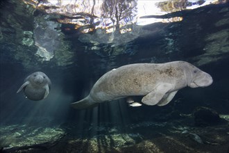 West Indian manatee (Trichechus manatus)