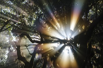 Sunrays in the cloud forest