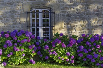 Stone house with hydrangeas