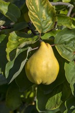 Pear Quince (Cydonia oblonga)
