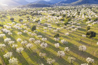 Almond blossom