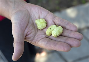 White mulberries on a hand