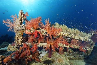 Shipwreck Yolanda overgrown with Klunzinger's Soft Corals