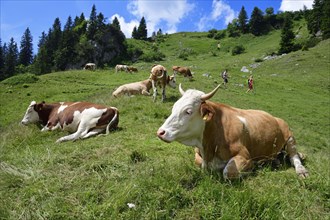Hikers in the midst of a herd of cows