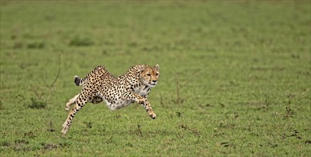 Female cheetah (Acinonyx jubatus) hunting