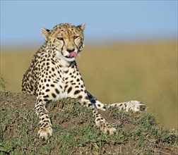 Female cheetah (Acinonyx jubatus) on a termite mound