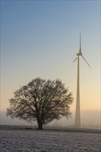 Large-leaved linden tree (Tilia platyphyllos) with wind turbine in dawn
