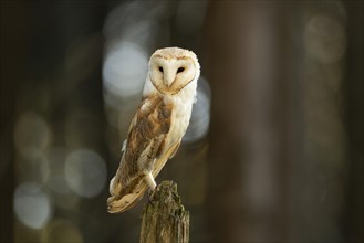 Common barn owl (Tyto alba)