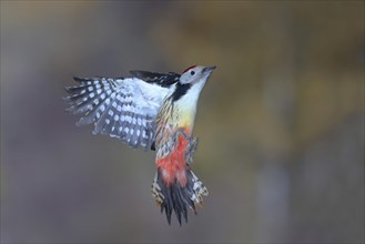 Middle Spotted Woodpecker (Dendrocopos medius) in flight