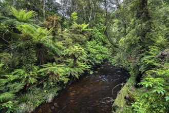 Creek flowing through forest with Tree fern (Cyatheales)