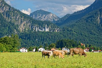 Dairy cows and calves in a lush meadow in front of the fairytale castle Neuschwannstein