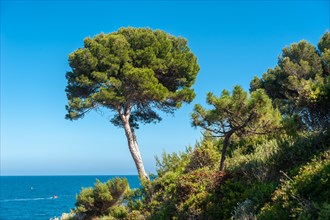 Pine tree (Pinus pinea) at Cap du Dramont