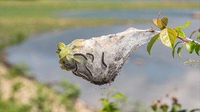 Nest with Wollafter caterpillars (Eriogaster)