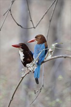 White-Throated Kingfisher (Halcyon smyrnensis)