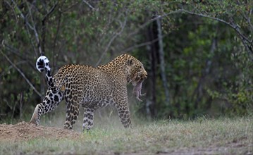 Leopard (Panthera pardus)