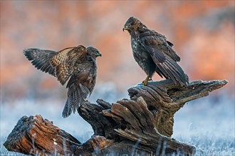 Steppe buzzards (Buteo buteo) on root in sunrise