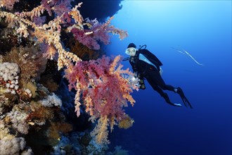 Diver observes Klunzingers soft corals