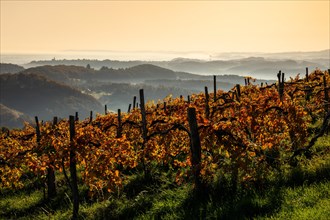 Vineyard in autumn with red foliage at sunrise on the Sausal Wine Route