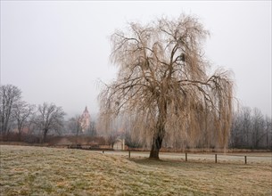Willow (Salix) in winter with church