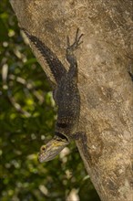 Large collared iguanid lizard (Oplurus cuvieri) on a tree trunk