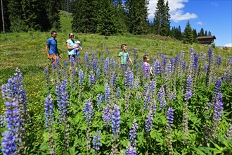 Family walks near the middle station through a field of flowering lupines