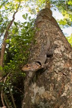 Large collared iguanid lizard (Oplurus cuvieri) on a tree trunk