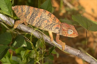 Madagascar Malagasy giant chameleon (Furcifer oustaleti)