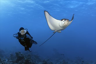 Diver observes Spotted eagle ray