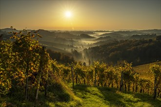 Vineyard in autumn at sunrise with fog and sun star