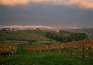 Vineyard in autumn at sunrise with autumn fog
