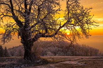 Old Cherry tree (Prunus) with hoarfrost at sunrise in winter