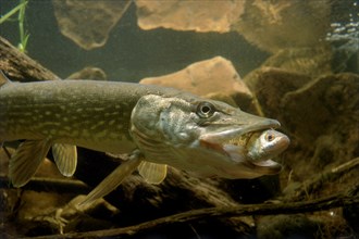 Northern pike (Esox lucius)