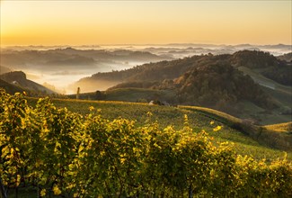 Vineyard at sunrise in autumn with fog