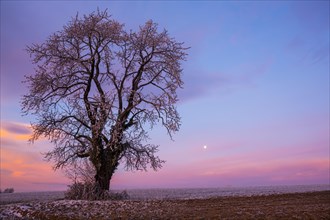 Old Cherry tree (Prunus) at sunset in winter
