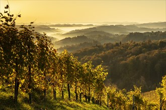 Vineyard in autumn at sunrise with fog